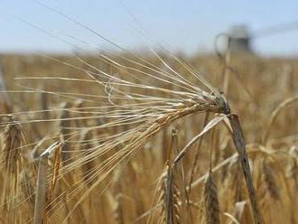 Sklizeň obilovin i řepky bude letos nižší než loni, odhaduje ČSÚ