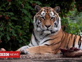 Tiger kills Zurich zookeeper in front of visitors and staff