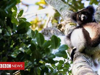 Extinction: One third of all lemurs 'on the brink'