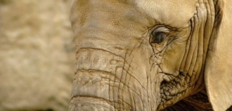 Zlínská zoo třikrát zabodovala v soutěži Bílý slon za loňský rok