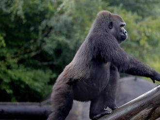 Kriticky ohrozená gorila v zoo v New Orleanse je tehotná