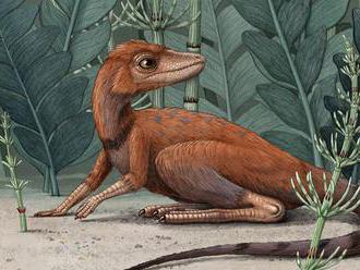 Vedci identifikovali drobného predka dinosaurov