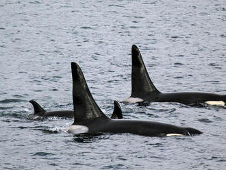 Kosatka dravá, ktorá plávala 17 dní s uhynutým mláďaťom, je opäť tehotná