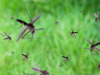 Aj komáre môžu prenášať závažné ochorenia