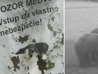 Slováci, majte sa na pozore: FOTO V jednej lokalite sa pohybuje viac medveďov než inokedy!