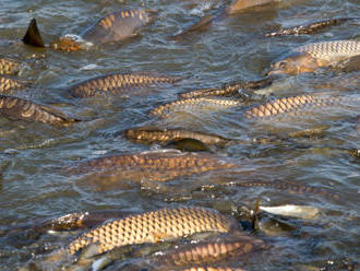 Produkce ryb loni klesla pod 21.000 tun