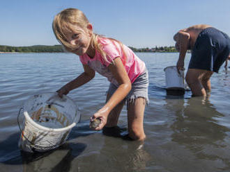 Dobrovolníci v Plzni zachraňovali mlže z mělčiny rybníka