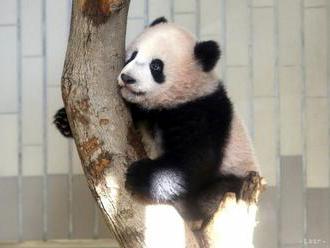 Pandy narodené v berlínskej zoo oslavujú prvé narodeniny