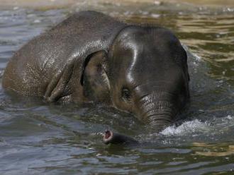 Zimbabwe vyšetruje záhadné úmrtia 12 slonov