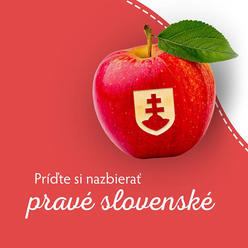 Samozber jabĺk Ostratice 2020