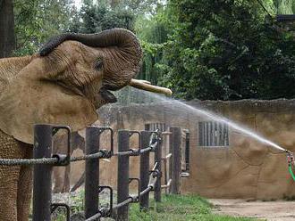 Slonice dostanou nový domov a kamarádky. Jejich chov v zoo se zásadně změní