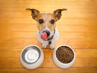 Čo by ste mali vedieť o krmive pre psov