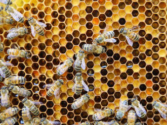 Včelí úľ je ukážkou hierarchie a perfektnej synchronizácie