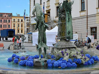 Arionovu kašnu v centru Olomouce zdobí modrobílé květiny