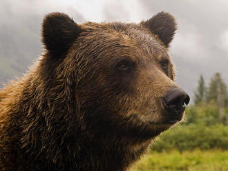 Pomalejšího přítele medvědovi neobětujte, radí správa parků v USA