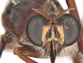 Austrálski vedci sa pri pomenovávaní nových druhov hmyzu inšpirovali postavami od Marvelu