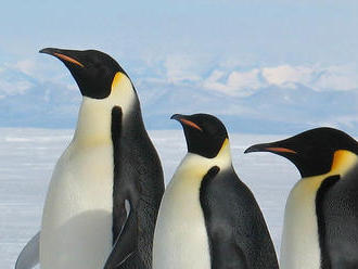 Zábery z obežnej dráhy objavili v Antarktíde nové kolónie tučniakov