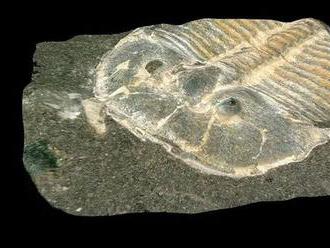429 miliónov rokov starý trilobit mal oči ako včela, zistili vedci