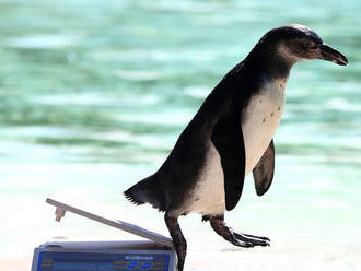Osamelý tučniak v zoo rád pozerá detský seriál o tučniakoch