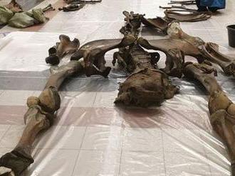 Zo sibírskeho jazera vytiahli pozostatky takmer celého mamuta