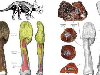 Dinosaurus mal rovnaký nádor kosti, aký dnes trápi človeka