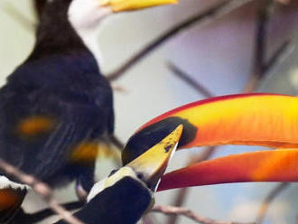 Európska rarita: V košickej zoo sa vyliahli mláďatá tukanov veľkozobých