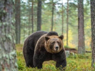 Tento rok došlo k piatim útokom medveďa na človeka: Kde hrozí najväčšie nebezpečenstvo?