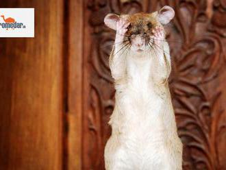 Zvierací hrdina: Obrovský potkan zachraňuje ľudské životy