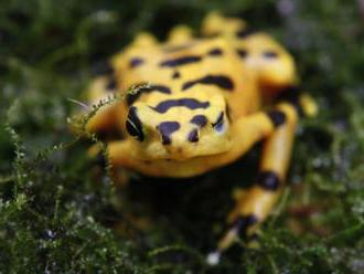 Zabijácká houba likviduje vzácné žáby v Panamě