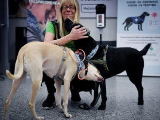 Nákazu covidem na helsinském letišti čenichají psi