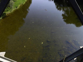 Ryby v Bečvě otrávily kyanidy, vyplynulo z rozboru vody