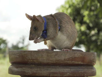 Krysa vyznamenána za hledání nášlapných min v Kambodži