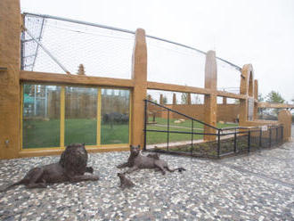Zoo Chleby na Nymbursku otevřela nový pavilon lvů