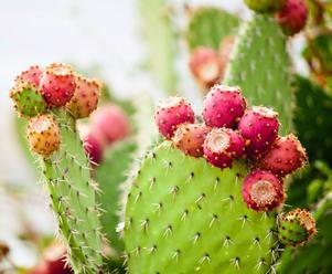Poznejte blahodárné účinky kaktusových plodů na posílení imunity