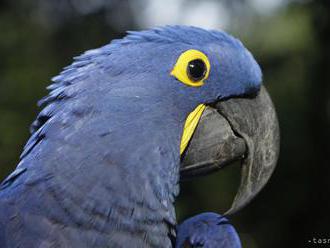 Britská zoo sa rozhodla izolovať päticu nadávajúcich papagájov