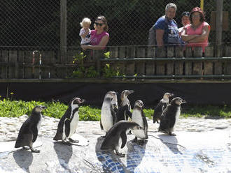 Košická zoo pokorila hranicu návštevnosti napriek dvojmesačnej uzávere