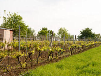Rok 2020 je pre slovenských vinohradníkov výnimočne náročný