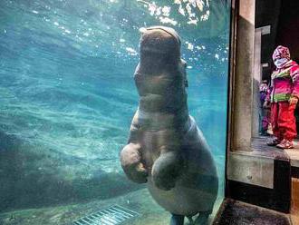 OBRAZEM: Zoo otevřela pavilon po rekonstrukci. Hrochy můžete vidět i pod vodou