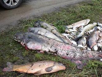 V rybníku u Litvínova uhynuly ryby. Rybáři nevylučují propad dna do šachty