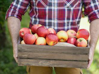 Jablka se vyhoupla na rekordních 50 korun za kilo. Kvůli pandemii i nízkým zásobám