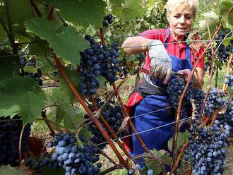 Vinaři čelí následkům oteplování. Zásadní výměně odrůd se zatím brání