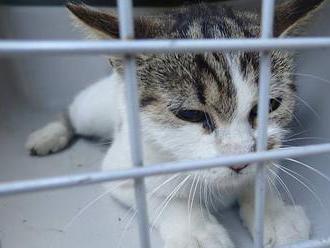 Strážníci odvezli zraněnou kočku k veterináři