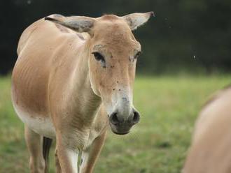 Zoo Ostrava získá nového chovného samce ohroženého asijského osla - onagera