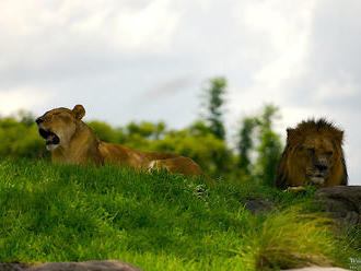 Zoo Chleby na Nymbursku otevře nový pavilon lvů