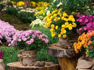 Chryzantémy – záplava barevných květů prozáří podzimní zahrady