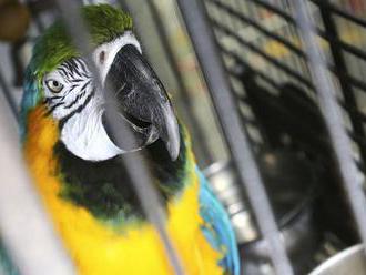 Britská zoo skryla päť papagájov, návštevníkom hrubo nadávali