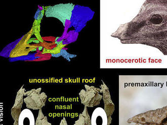 Zachované embryo odhalilo detaily o vývoji a vzhľade dlhokrkých dinosaurov