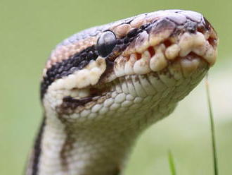 Rozvášnené hady v Austrálii prelomili strop domu