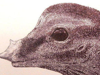 Slovenskí vedci zo skameneliny embrya odhalili vzhľad dlhokrkých dinosaurov