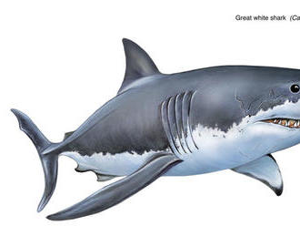 Vedci spočítali dĺžku prehistorického žraloka megalodona